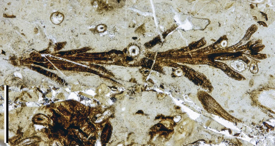Científicos argentinos identificaron una nueva especie vegetal del Jurásico en Santa Cruz con un nivel de preservación que permitió observar su estructura celular.