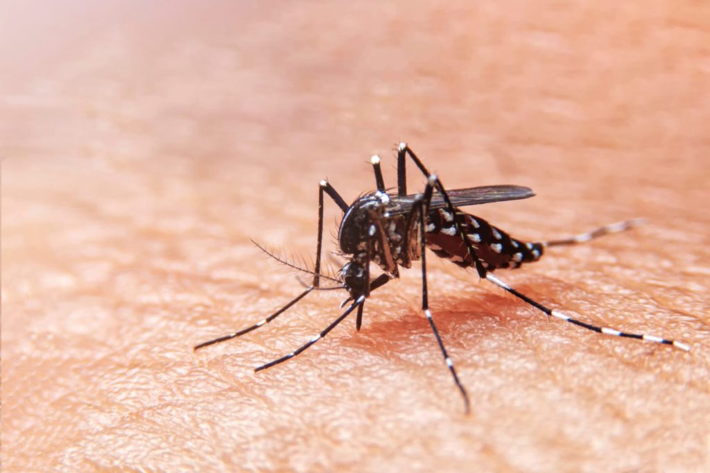 Dengue-mosquito-saenz-pena