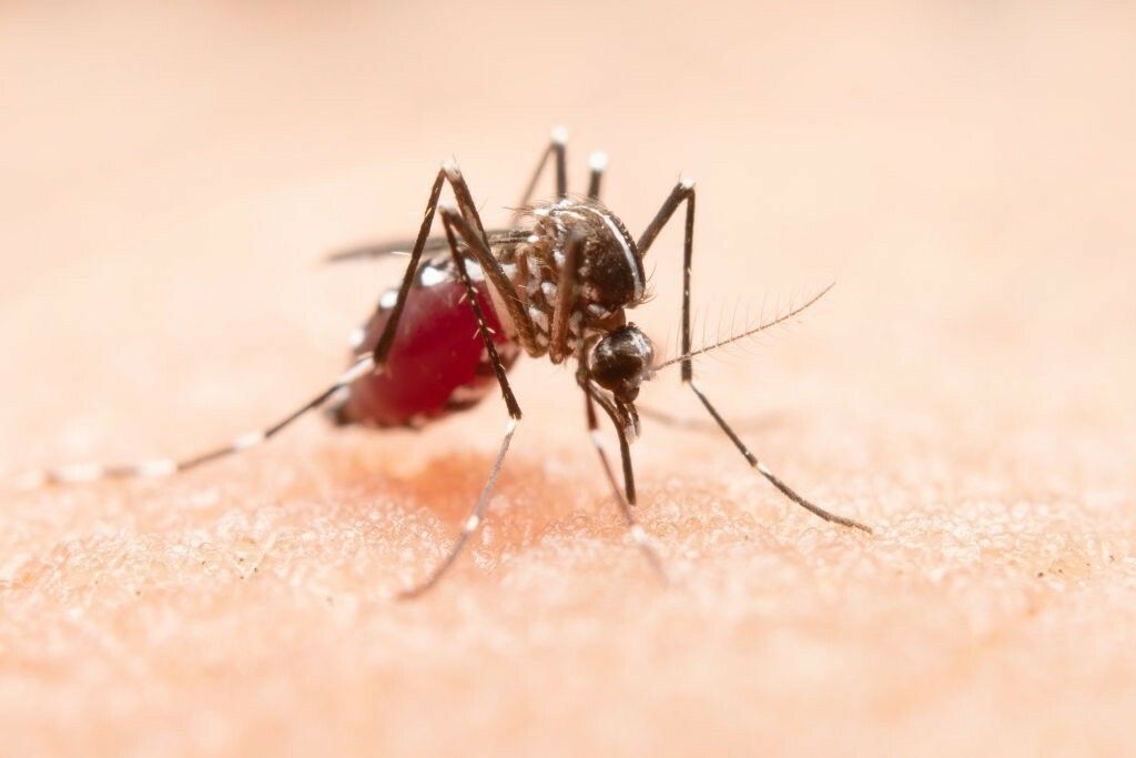 mosquito-dengue-picadura-