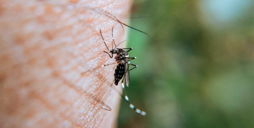 Dengue, Zika y Chicunguya: claves para la prevención y el cuidado